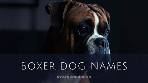 600 Best Boxer Dog Names The Ultimate Boxer Names List 2023