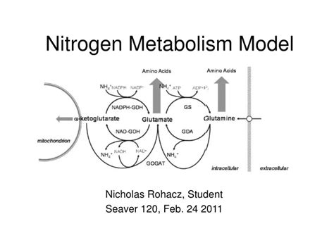 Ppt Nitrogen Metabolism Model Powerpoint Presentation Free Download