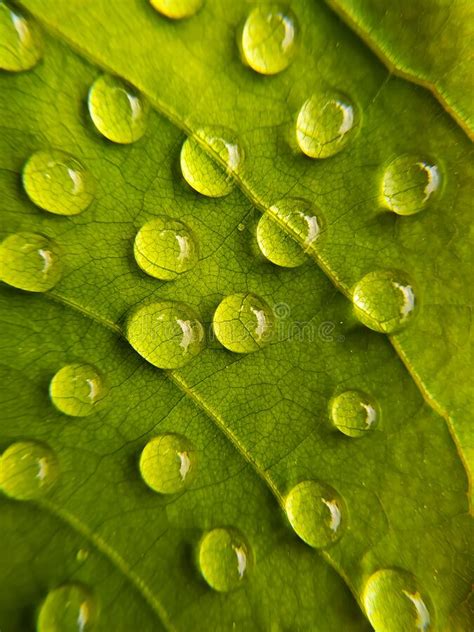 Green Leaf With Water Droplets Stock Photo Image Of Yellow Surface