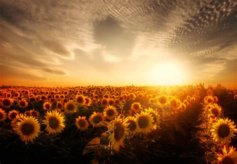 Sunflower Field Wallpaper Desktop