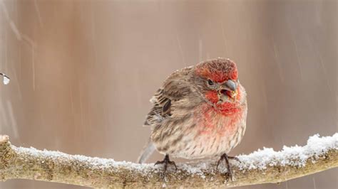 Purple Finch In Winter