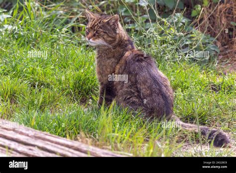 scottish wild cat felis silvestris captive breeding programme large wild tabby looking cat