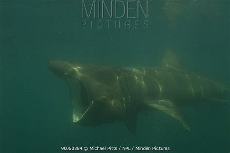 Basking Shark Stock Photo Minden Pictures