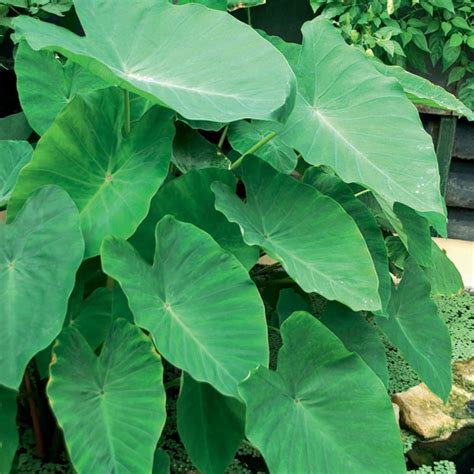 Elephant Ears Colocasia Mammoth Plants Bulbs Seeds At Lowes Com