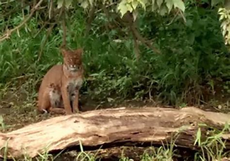 Facebook photo reignites debate about mountain lions in ...