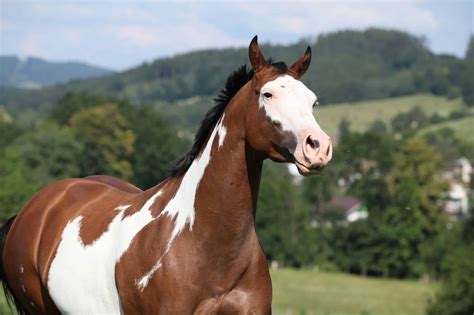 15 Breathtaking Images of Paint Horses
