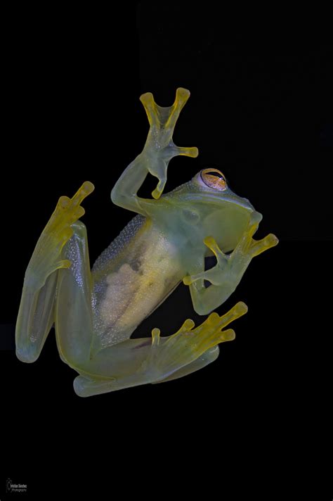 Granular Glass Frog Glass Frog Frog Amazing Frog