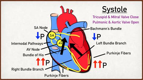 Cardiac Cycle Phases And Blood Flow Step By Step Heart Diagram — Ezmed