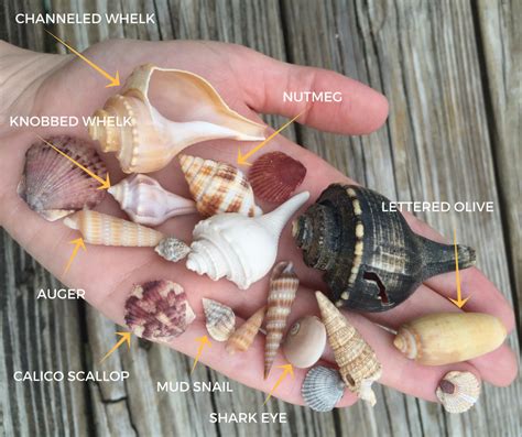 A Diagrammed Handful Of Seashells From Hatteras Island North Carolina