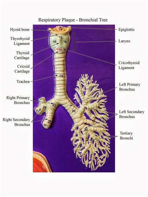 Pin By Brooke Bourgeois On School Stuff Human Respiratory System