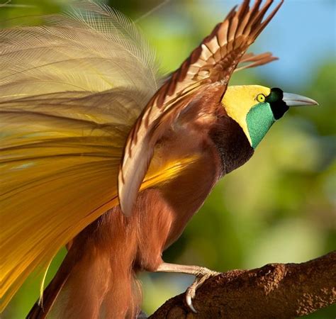 Greater Bird Of Paradise Paradisaea Apoda Birds Of Paradise Greater