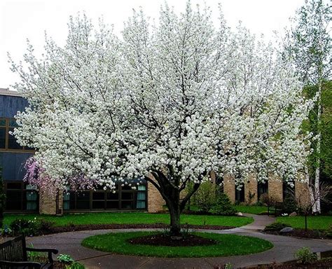 Cleveland Flowering Pear Tree For Sale Online The Tree Center