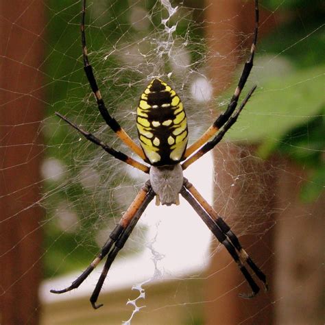Garden Spider Nature Companion