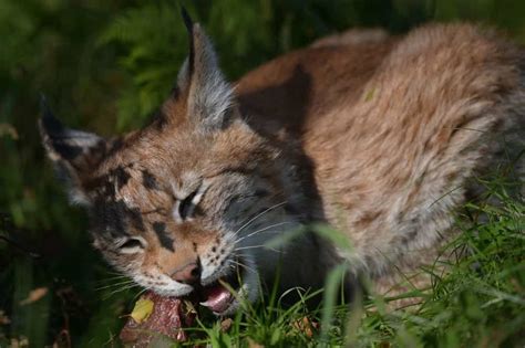 Four Month Old Northern Lynx Kittens Get Their First Public Outing