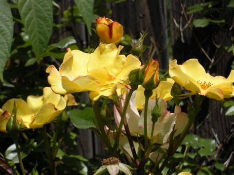 This encourages new growth, and you do not want to do. How To Trim Your Rose Bushes - Utah Stories