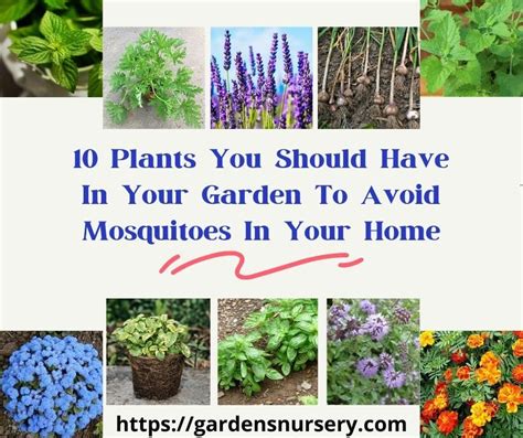 What The Best 10 Plants Mosquitoes Repellent