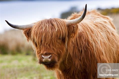 Brown Shaggy Coated Highland Cow Stock Photo