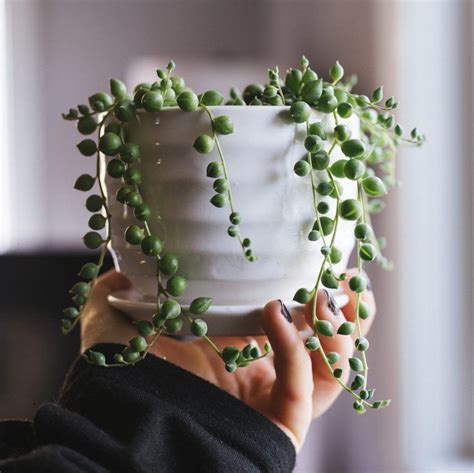 If you've been stuck with a spike, you can remove large ones with. 16 Types of Succulents You Can Add to Your Garden | Types ...