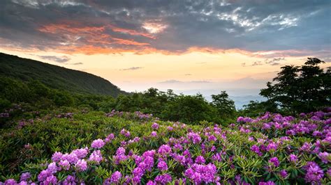 Wallpaper Shenandoah National Park Pink Flowers Mountains