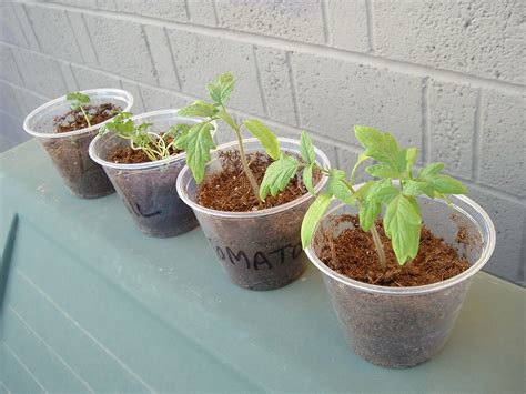 My crown of thorns plant is not doing well. Plant Progress | The 2 Tomato plants are doing well, and ...