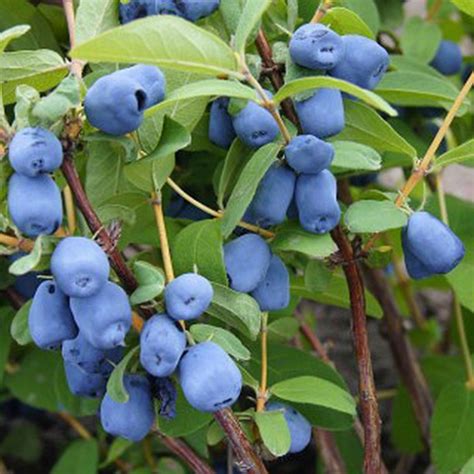 Dyk These Small Oval Berries Are Dark Blue On The Outside But Have A