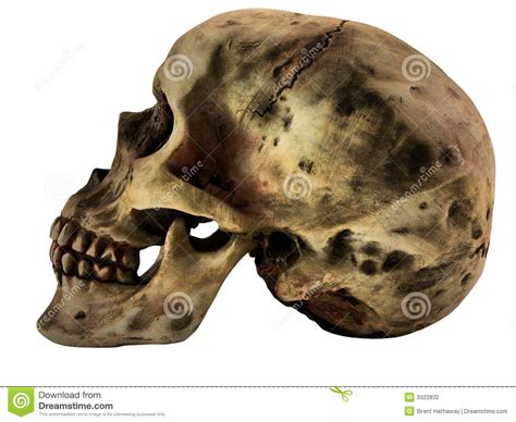 Human Skull stock illustration. Illustration of smile - 3322832