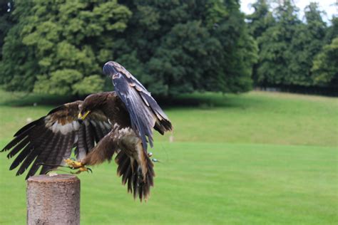 034 International Centre For Birds Of Prey Duncombe Park Flickr