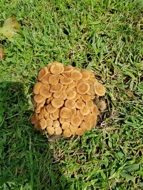 Mushrooms just started popping up all over my lawn in the last 3-4 days gambar png