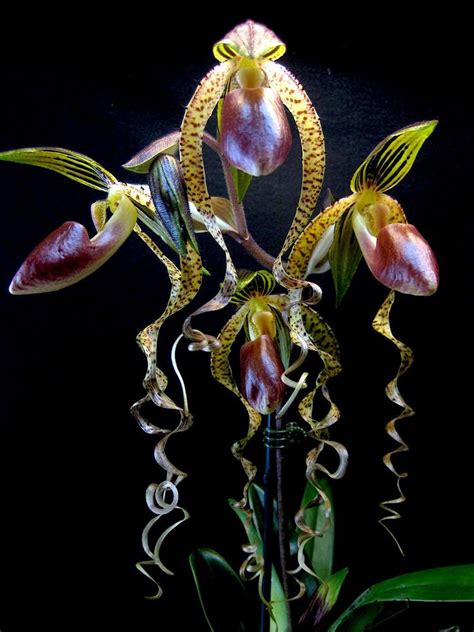 Slipper Orchid Paphiopedilum Sanderianum Rare Species Of Orchid Endemic To Northwestern