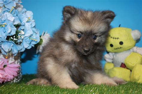 Keeshond Puppies For Sale Long Island Puppies