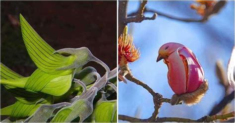 Unique Flowers With Look Like Birds Daily Online News