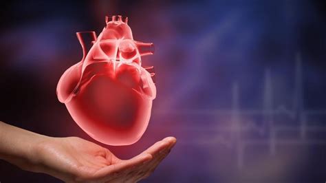 Coeur Quelles Sont Les Maladies Du Cœur Fiches Santé Et Conseils