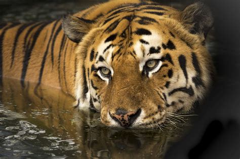 Tigre du Bengale à quoi il ressemble où il vit ce qu il mange et
