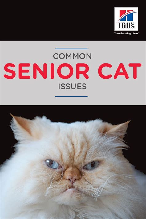 Common Problems With Aging Cats Hills Pet In 2022 Cat Care Cat