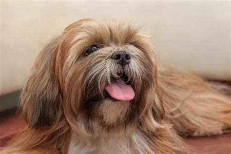 Lhasa Apso O Que Você Precisa Saber Sobre Essa Raça De Cachorro