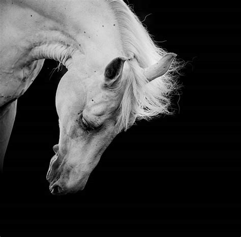 263 Wallpaper Hd Black And White Horse Picture Myweb