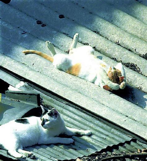 Here are a few common cat sleeping positions and what they might your cat's snoozing style is about more than just getting some rest. Most Awkward Cat Sleeping Positions