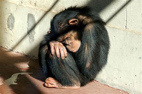 4600 Sad Monkey Photos Stock Photos Pictures And Royalty Free Images