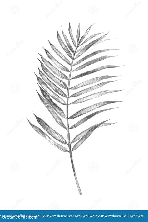 Tropical Palm Branch Pencil Sketch Stock Photo Image Of Exotic