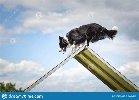 Crazy Border Collie Is Running In Agility Park Stock Photo Image Of