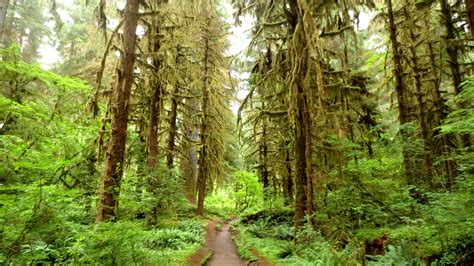 Olympic National Park Hiking Camping Mx