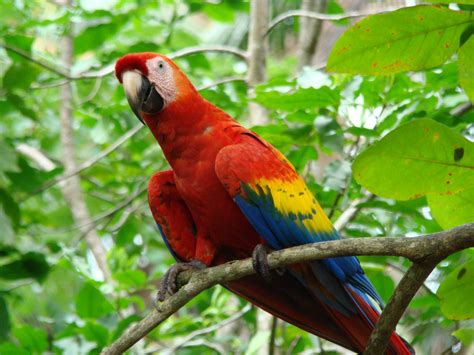 Macaw Parrot Bird Tropical 38 Wallpaper 3264x2448 362944