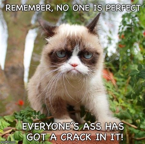 Grumpy Cat Says No One Is Perfect Grumpy Cat Meme Funny Grumpy Cat