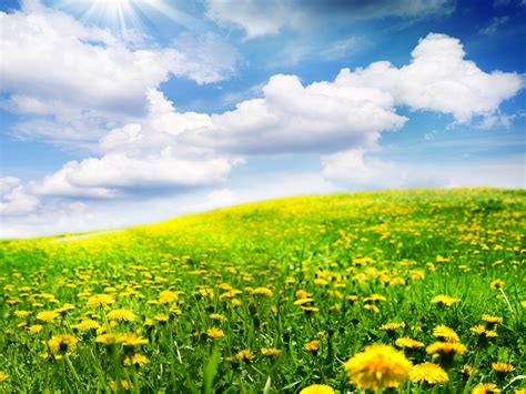 Download Blur Yellow Flower Cloud Sky Flower Dandelion Nature Field Hd