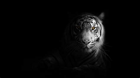 You will definitely choose from a huge number of pictures that option that will suit you exactly! Download wallpaper 3840x2160 tiger, big cat, predator ...