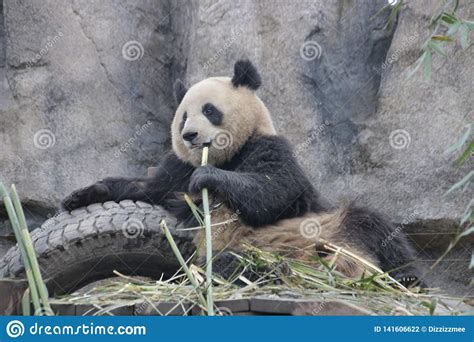 Funny Pose Of Giant Panda In China Stock Photo Image Of China Leaves
