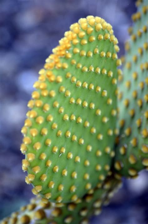 Tengo un cactus vulgarmente llamado espinas de papel que sufrió una quemadura por el sol, la misma está negra y con el borde verde. ᐈ Cómo SACAR ESPINAS DE CACTUS 【 paso a paso