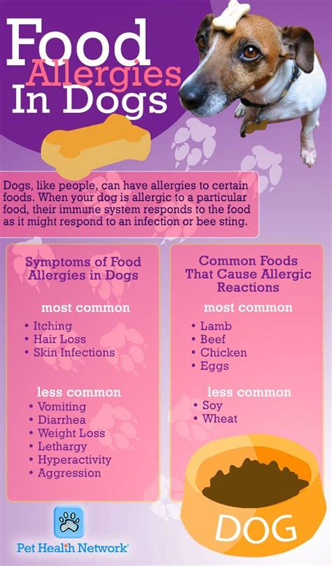 Pawsitively Perfect Top 10 Dog Food Products For Allergic Pups
