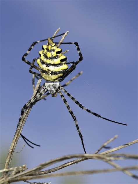 Yellow Garden Spider Venomous Great Gardening Websites