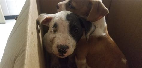 Three Horribly Abused Puppies Discovered In Cardboard Box Pet Rescue